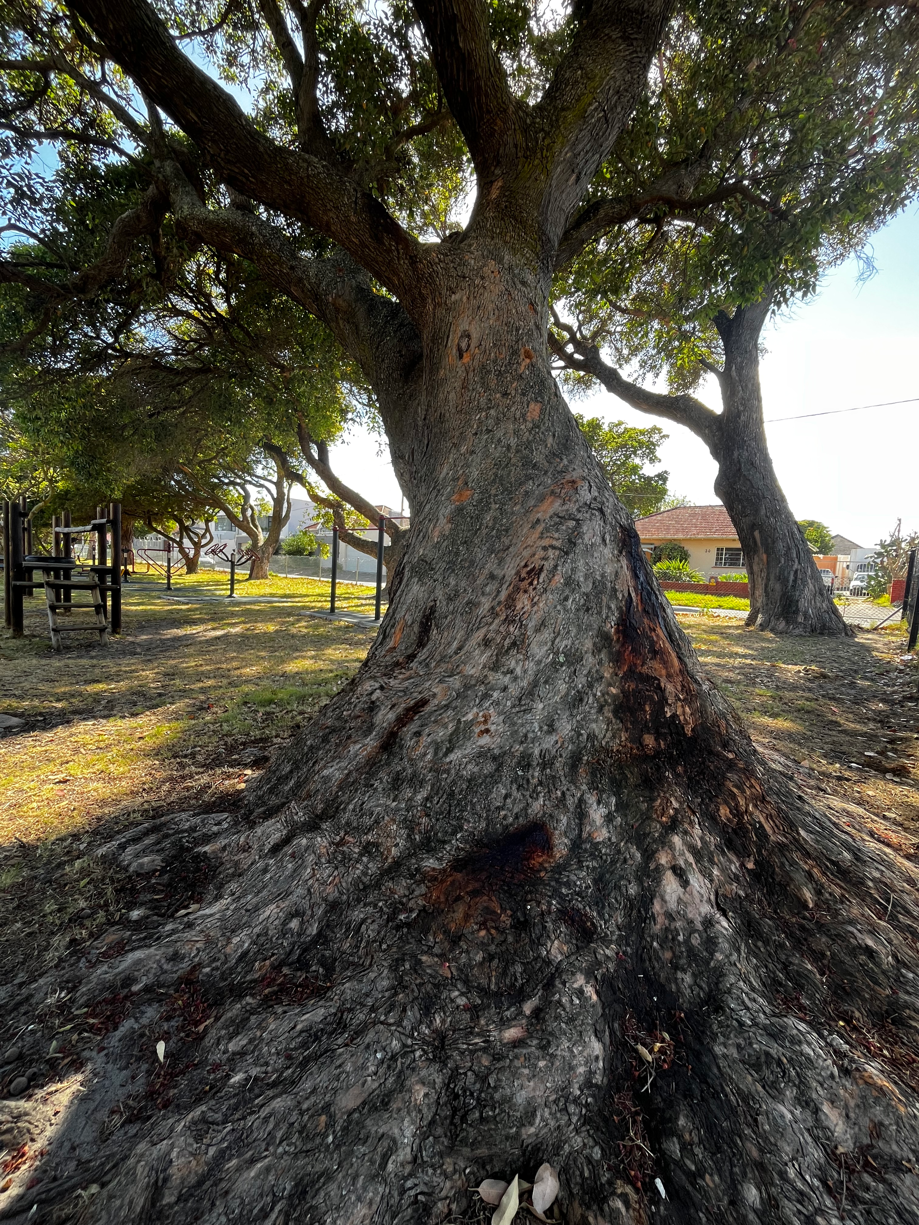 Large established tree in Sybrand Park